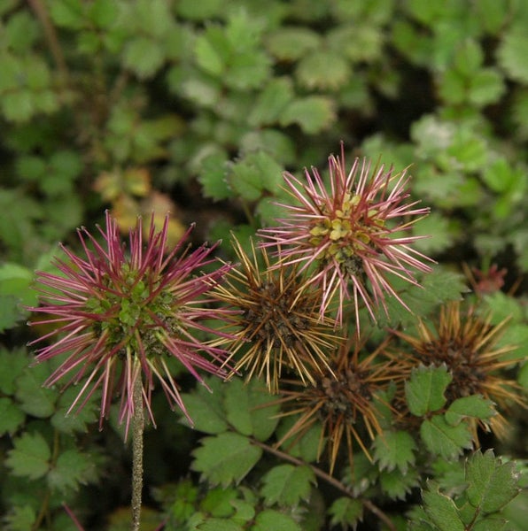 Nahaufnahme von stacheligen Pflanzen mit Blättern