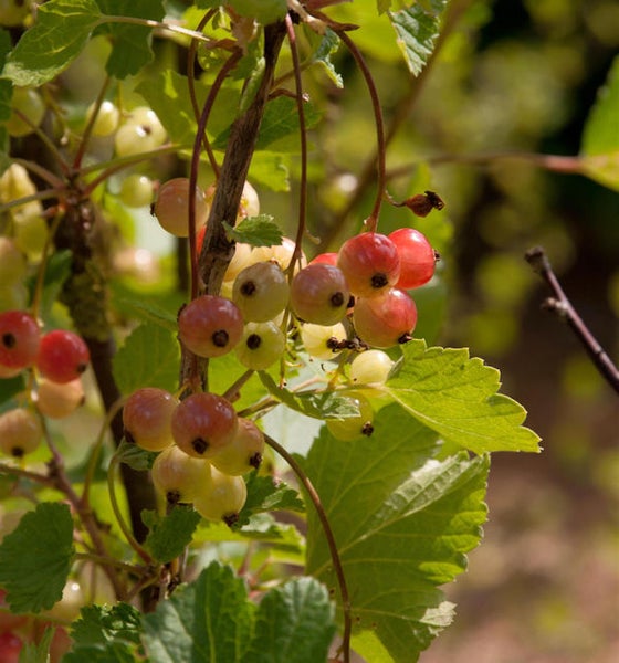 Nahaufnahme von Johannisbeeren am Strauch
