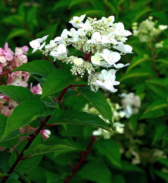 Rispenhortensie mit weißen Blüten und grünen Blättern