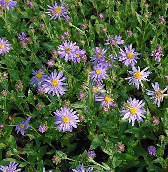 Nahaufnahme von lila Raublatt-Astern im Gartenbeet.