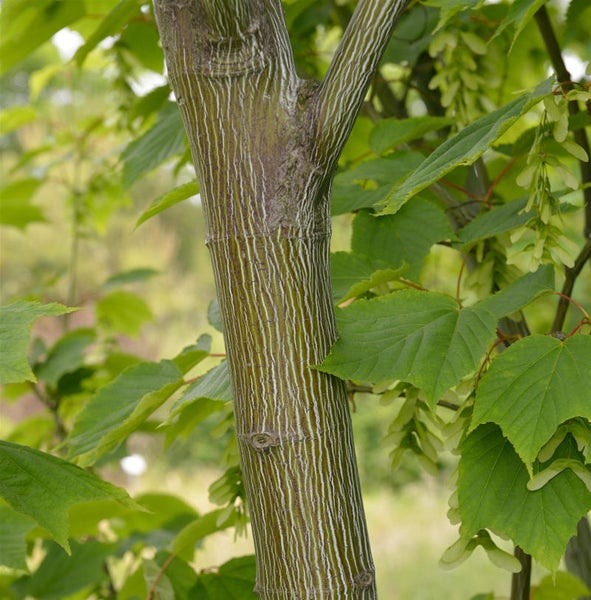 Ahornbaumstamm mit Blättern und geflügelten Samen