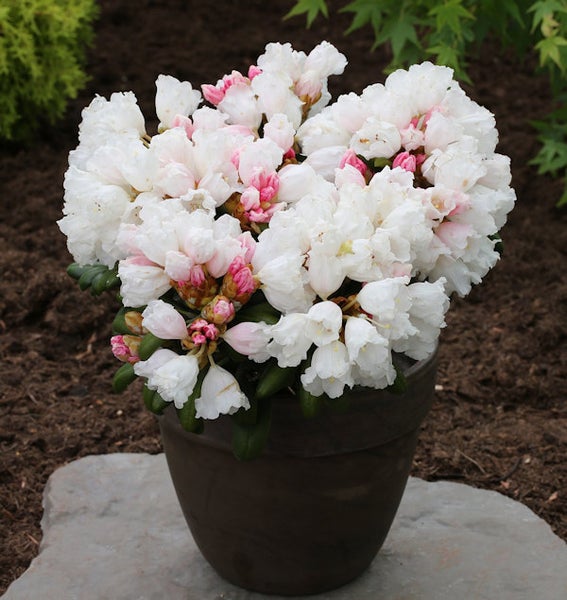 Rhododendron in einem Topf mit weißen Blüten