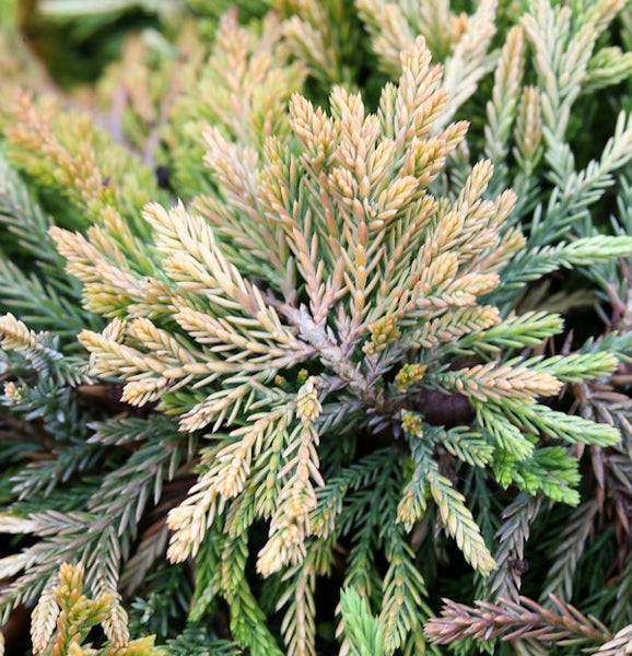 Nahaufnahme einer Zypressenpflanze