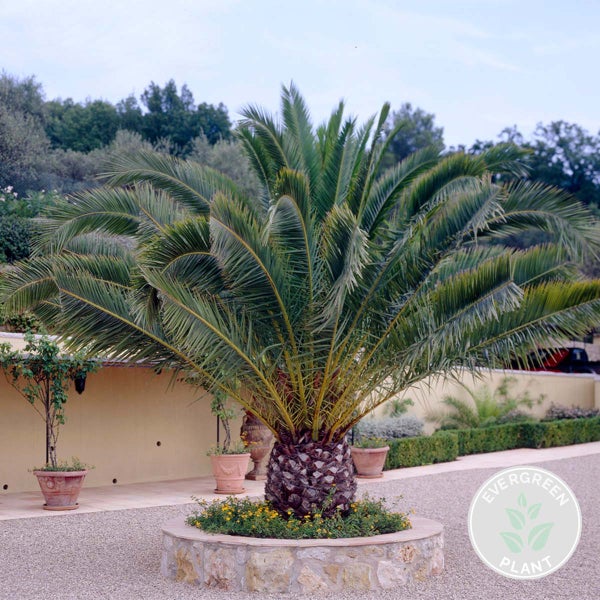 Bloomique - Phoenix Canariensis - Kanarische Dattelpalme - Palme - Balkonpflanzen Winterhart - Höhe 100-120 cm - Topf 21 cm
