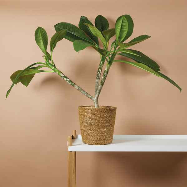 Bloomique - Plumeria Frangipani - Tempelbaum - Blühende Zimmerpflanzen - Herrlich duftende Blüten - Luftreinigend - 60-70 cm hoch - Topf 17 cm