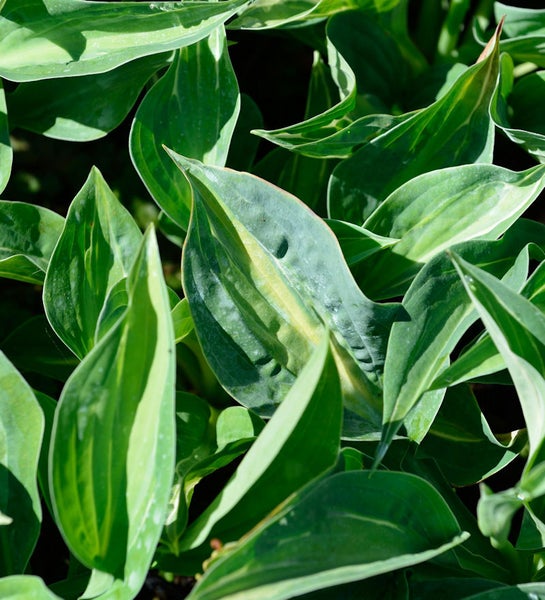 Nahaufnahme von Funkienblättern im Garten