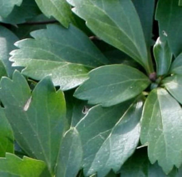 Nahaufnahme grüner Bergenienblätter.