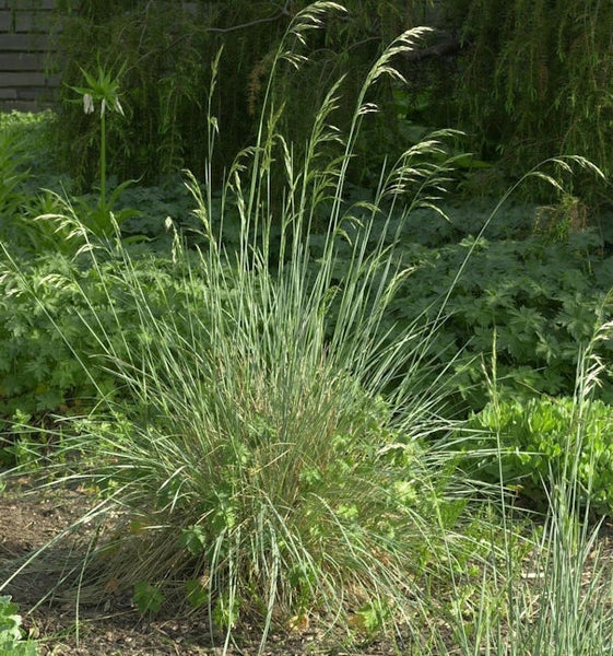 Büschelrasen im Garten.