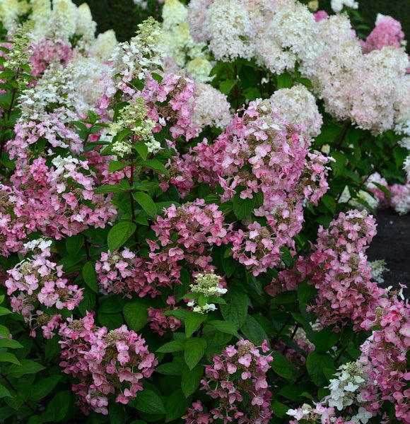 Rispenhortensie mit rosa und weißen Blüten