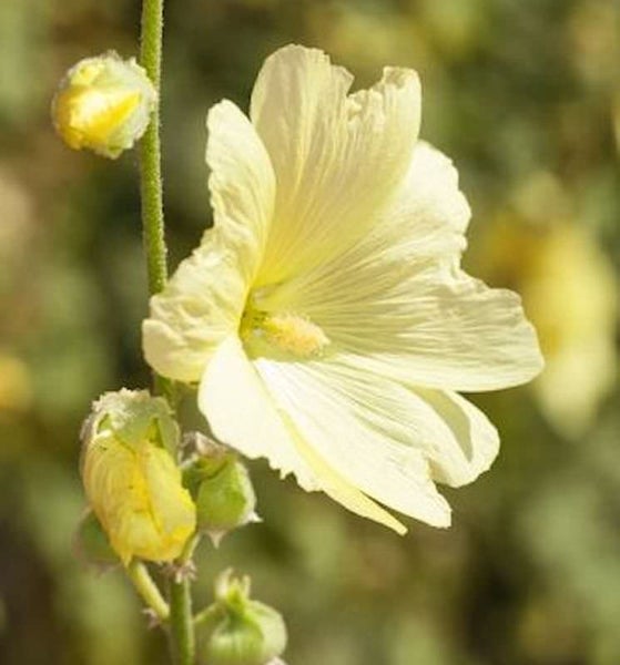 Gelbe Stockrose im Detail
