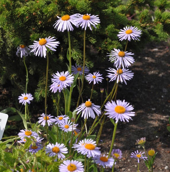 Nahaufnahme von Aster alpinus Blüten mit orangefarbenen Scheibenblüten