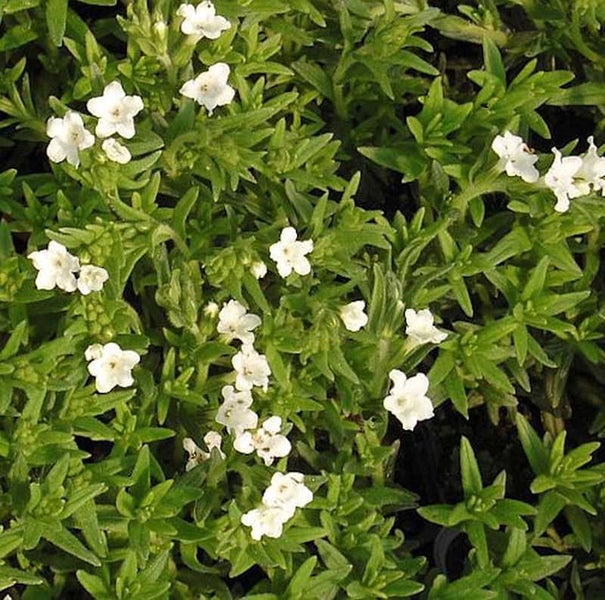 Blühende Steinquendel Pflanze im Detail