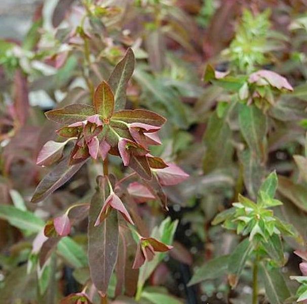 Wolfsmilch mit rotgrünen Blättern