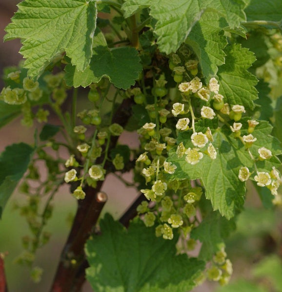 Blühende Johannisbeere mit Blättern