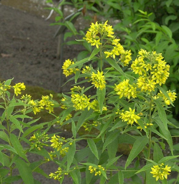 Gelbe Lysimachia vulgaris Pflanze im Garten.