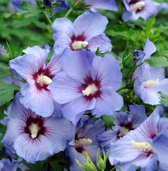 Nahaufnahme von blauem Hibiskus im Garten.