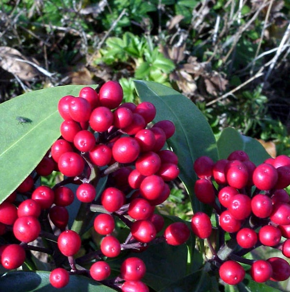 Nahaufnahme von Korallenbeeren mit roten Beeren und grünen Blättern