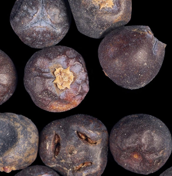 Nahaufnahme von Wacholderbeeren