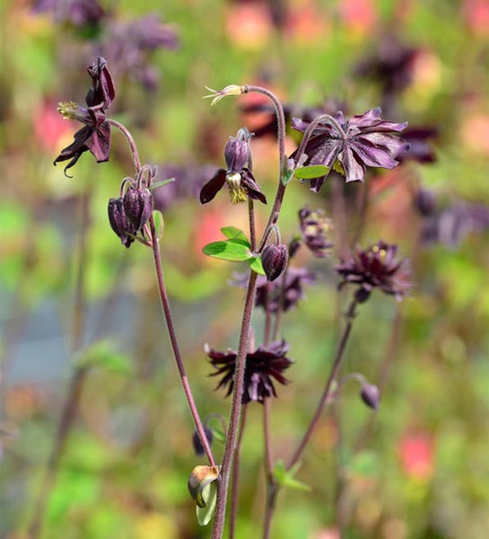 Nahaufnahme von dunklen Akeleiblumen im Garten
