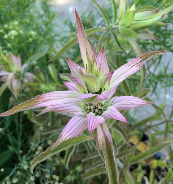 Nahaufnahme einer Monarda-Blume