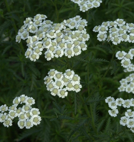 Schafgarbe mit weißen Blüten