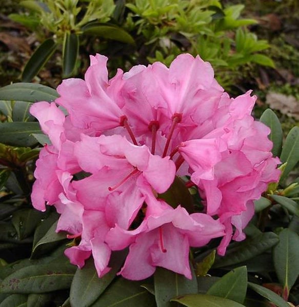 Nahaufnahme einer rosa blühenden Rhododendronpflanze.