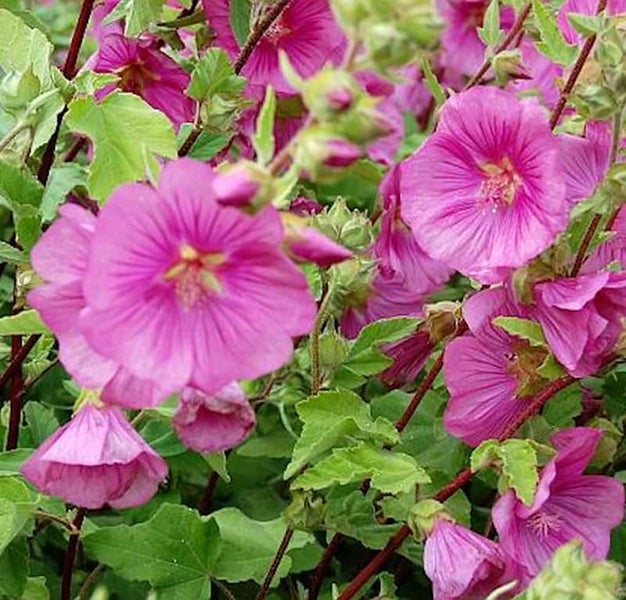 Nahaufnahme von Trichtermalven mit Blüten und Blättern