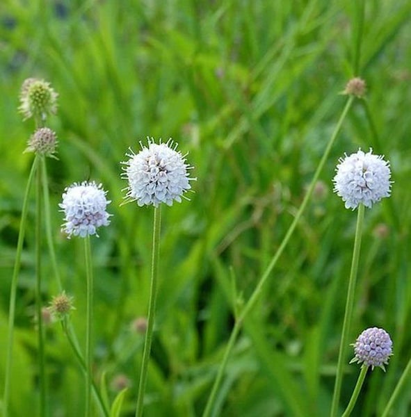 Wiesenknopf-Pflanze im Garten