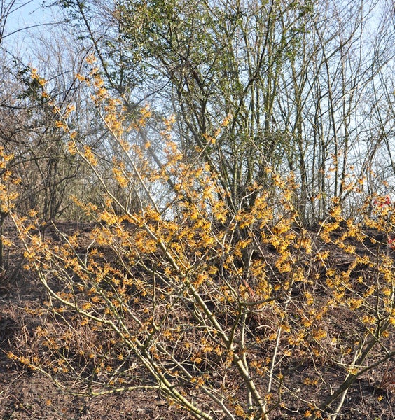 Blühender Hamamelisstrauch im Garten