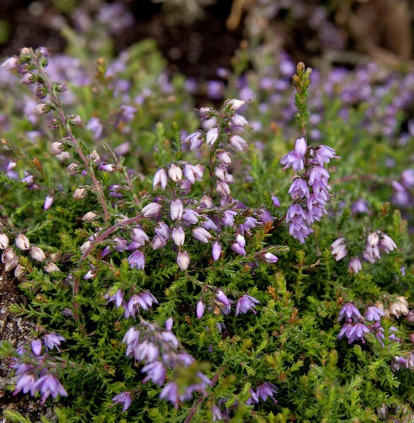 Nahaufnahme von blühender Erika Pflanze
