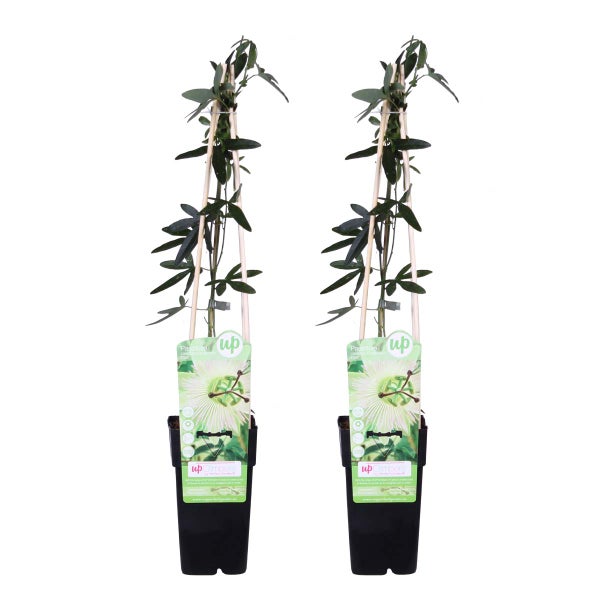 Bloomique - 2er-Set - Passiflora Constance Elliot - Passionsblume - Weiß - Kletterpflanzen - Gartenpflanzen - Winterhart - 50-70 cm Hoch - Topf 15 cm