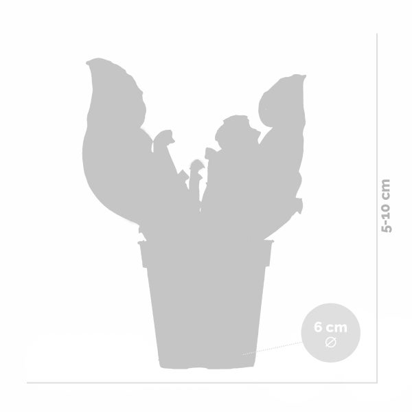 Sarracenia 'Juthatip Soper' – Fleischfressende Pflanze – Pflegeleicht – ⌀6 cm – ↕05-10 cm