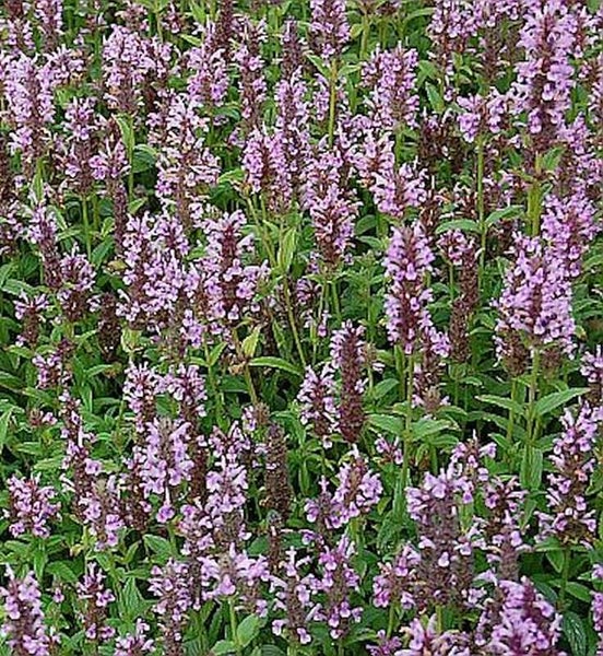 Aromatische Duftnessel mit violetten Blüten