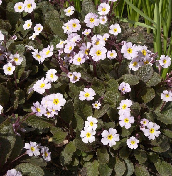 Nahaufnahme von Primelblüten mit grünen Blättern