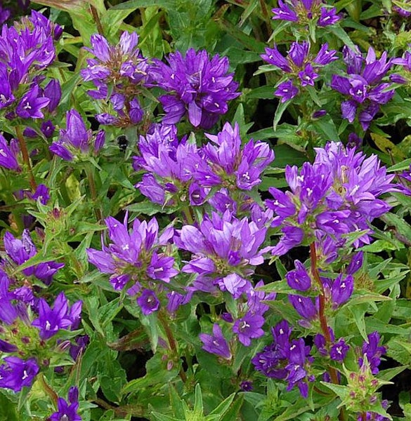 Nahaufnahme von Campanula glomerata Acaulis Pflanzen mit violetten Blüten und grünen Blättern