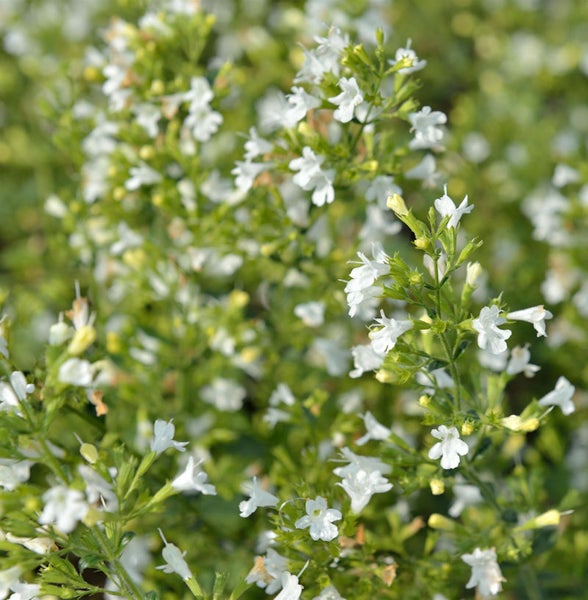 Blühende Calamintha mit weißen Blüten