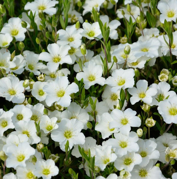 Blütenmeer aus Gips-Kraut mit kleinen weissen Blüten
