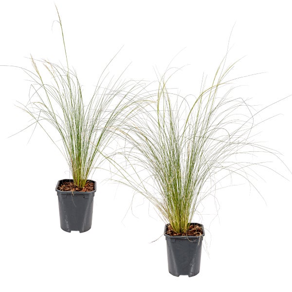 Bloomique - 2er-Set - Stipa Tenuissima Ponytails - Federgras - Ziergras - Gartenpflanzen - Winterhart - Höhe 20-30 cm - Topf 13 cm