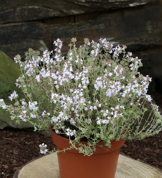 Blühender Thymian in einem Topf