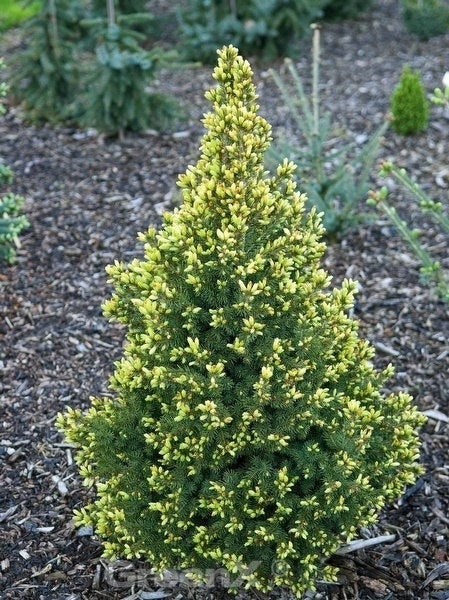 Gelbe Zwergfichte im Gartenbeet