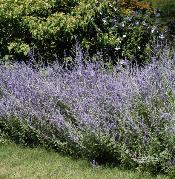 Russischer Salbei im Gartenbeet