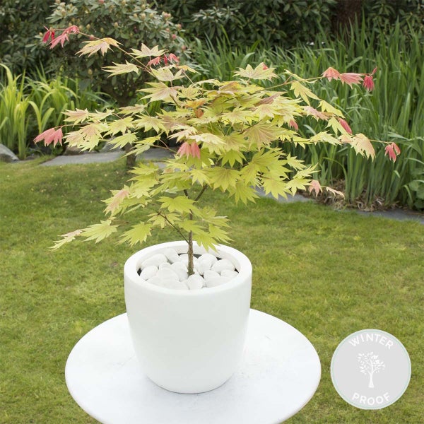 Bloomique - Acer Shirasawanum Moonrise - Japanischer Ahorn - Gartenpflanzen - Winterhart - 50-70 cm Hoch - Topf 19 cm