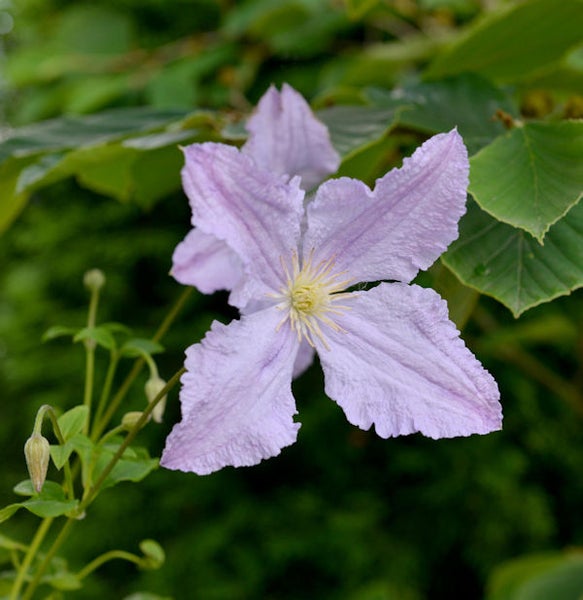 Nahaufnahme einer Clematisblüte