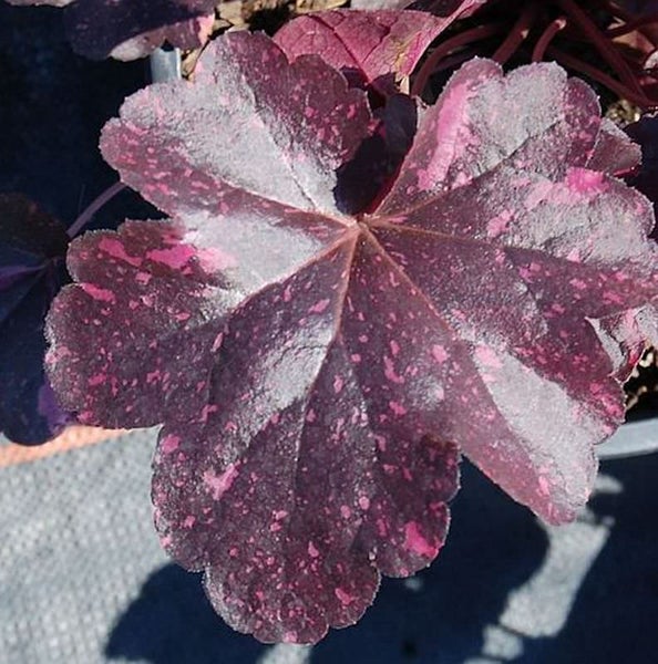 Blatt einer Purpurglöckchen Pflanze mit Muster