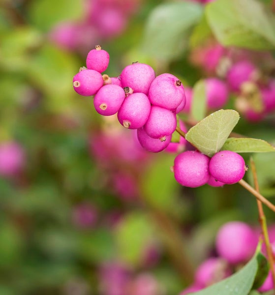 Schönfrucht Zweig mit Beeren