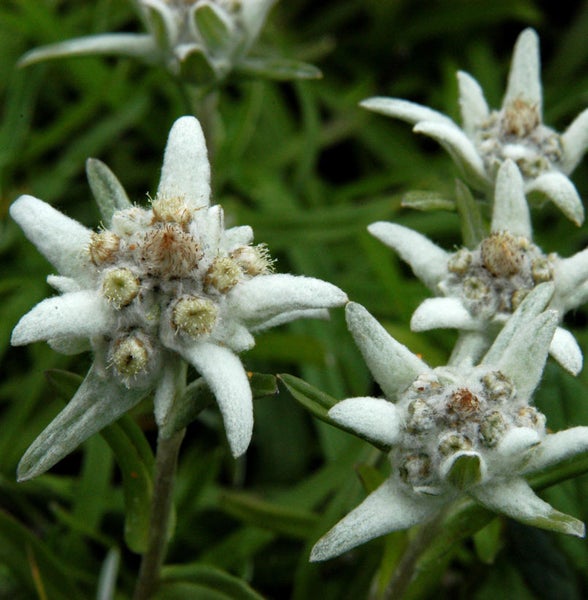 Nahaufnahme von Alpen-Edelweißblüten