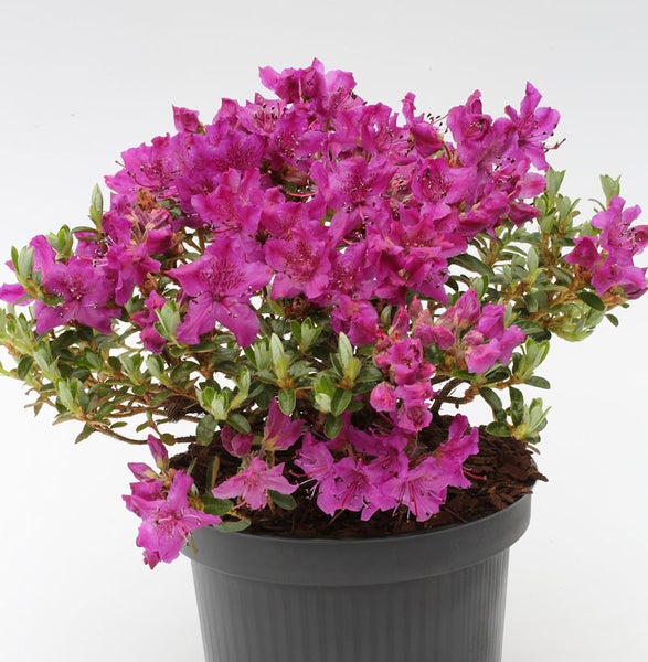 Blühende Azalee in einem Topf