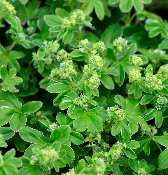 Frauenmantel Pflanze mit grünen Blättern und kleinen Blüten