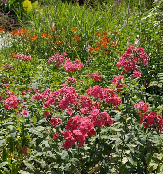 Blumenbeet mit Phlox und Taglilien
