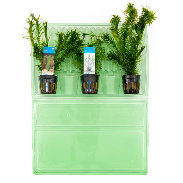 Bloomique - 3er Set - Aquarium Pflanzen Echt - Aquarium Zubehör - Wasserpflanzen - Reinigend - Sauerstoff -  Wasserpest, Hydrocotyle, Limnophila - Höhe 15-20 cm